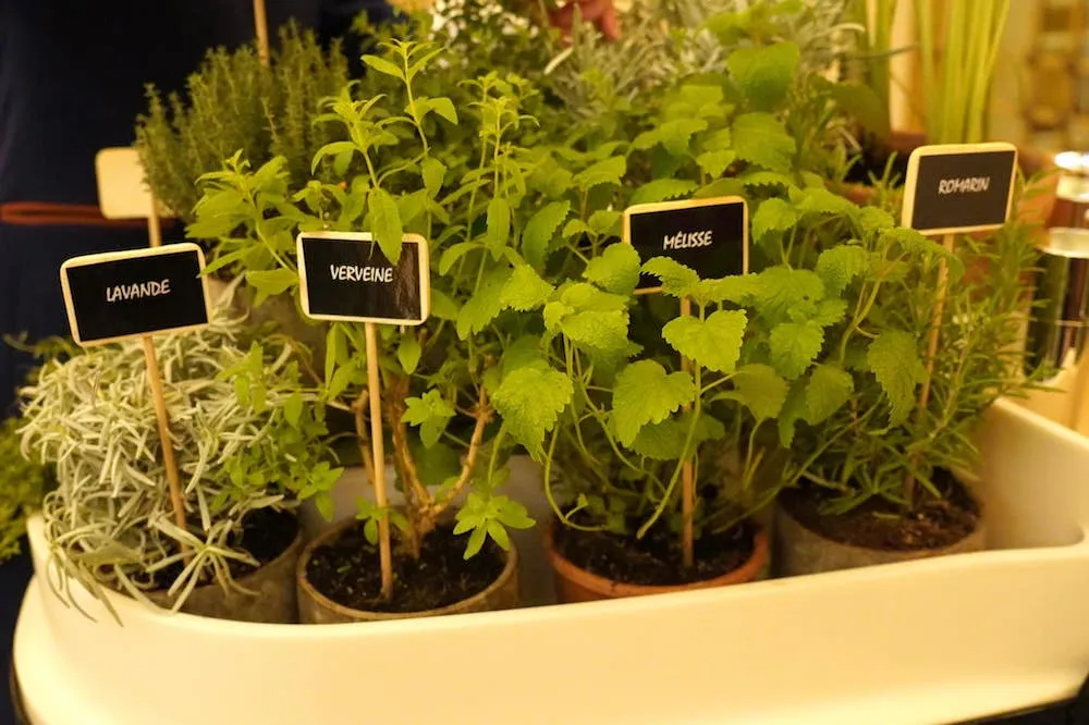 Infusion (14 €) สมุนไพรต่าง ๆ จะถูดจัดเรียงไว้บนรถเข็น