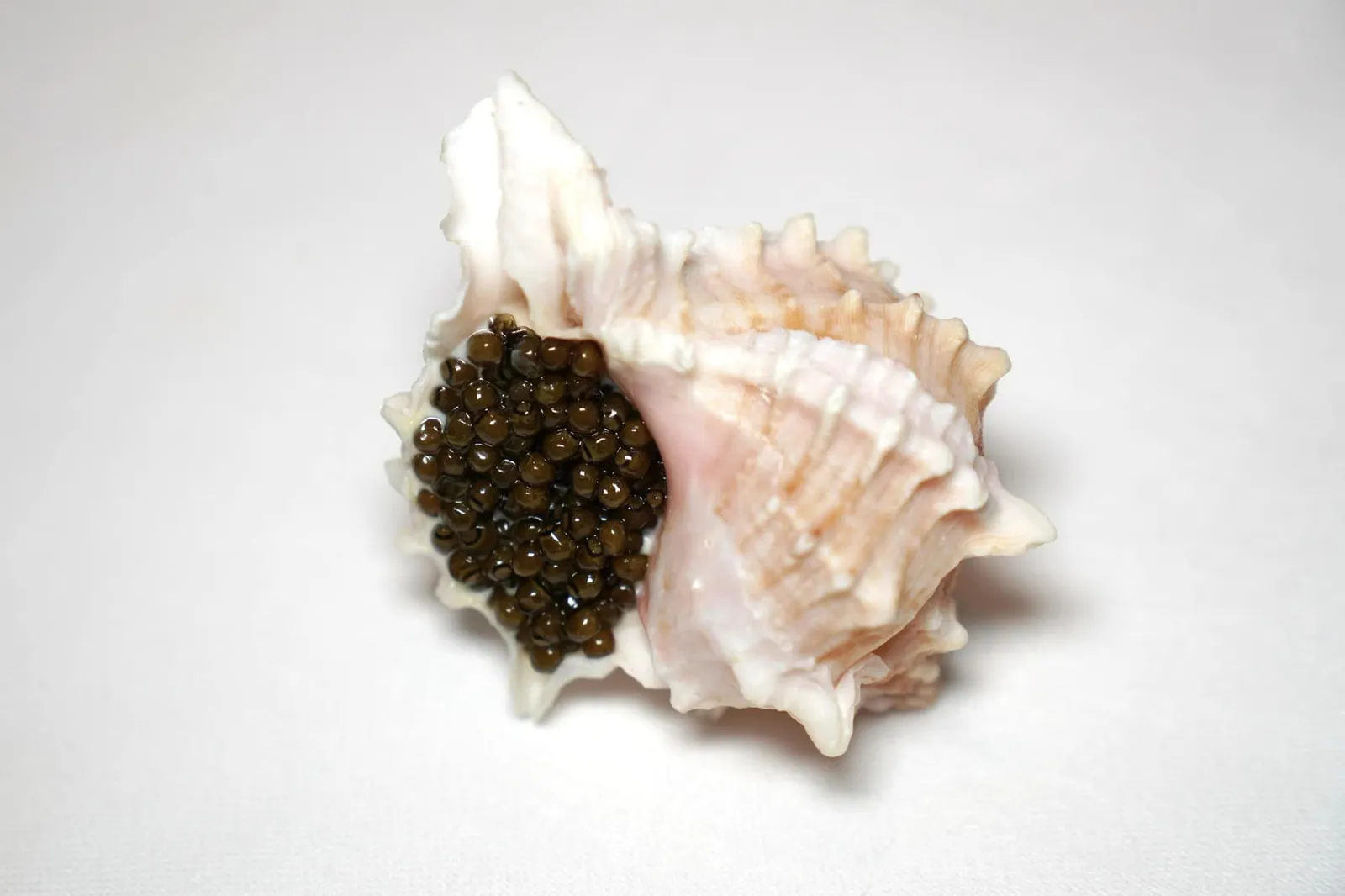Conch Cauliflower, Kaffir, Caviar จบท้ายคอร์สเรียกน้ำย่อยด้วยหอยสังข์เนื้อหนึบ ๆ ด้านในบรรจุครีมหวาน ๆ ของกะหล่ำดอกเสริมด้วยกลิ่นของมะกรูดและรสชาติเค็มเบา ๆ ของคาเวียร์ (18/20)