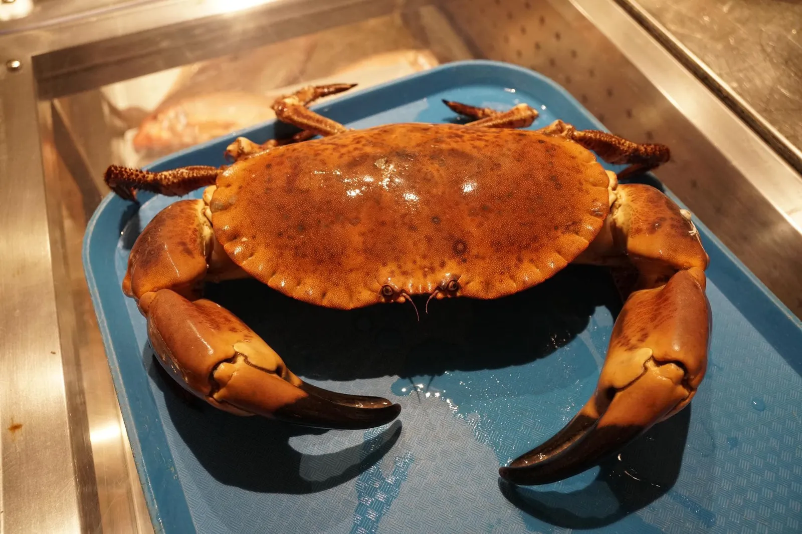 Brown Crab (27 €/kg, 1.94 kg = 52.38 €) Steamed crab เมนูไฮไลท์ประจำวันนี้คงหนีไม่พ้น Brown Crab ปูทะเลที่พบได้มากในเเถบมหาสมุทรแอตเเลนติค โดยทางร้านจับมาใส่ไว้ตู้แบบเป็นๆและมีเเต่ตัวใหญ่ให้เลือก ตัวที่เราเลือกมีขนาดเกือบ 2 กิโลกรัมซึ่งจัดว่าเล็กที่สุดในตู้เเล้ว (14/20)