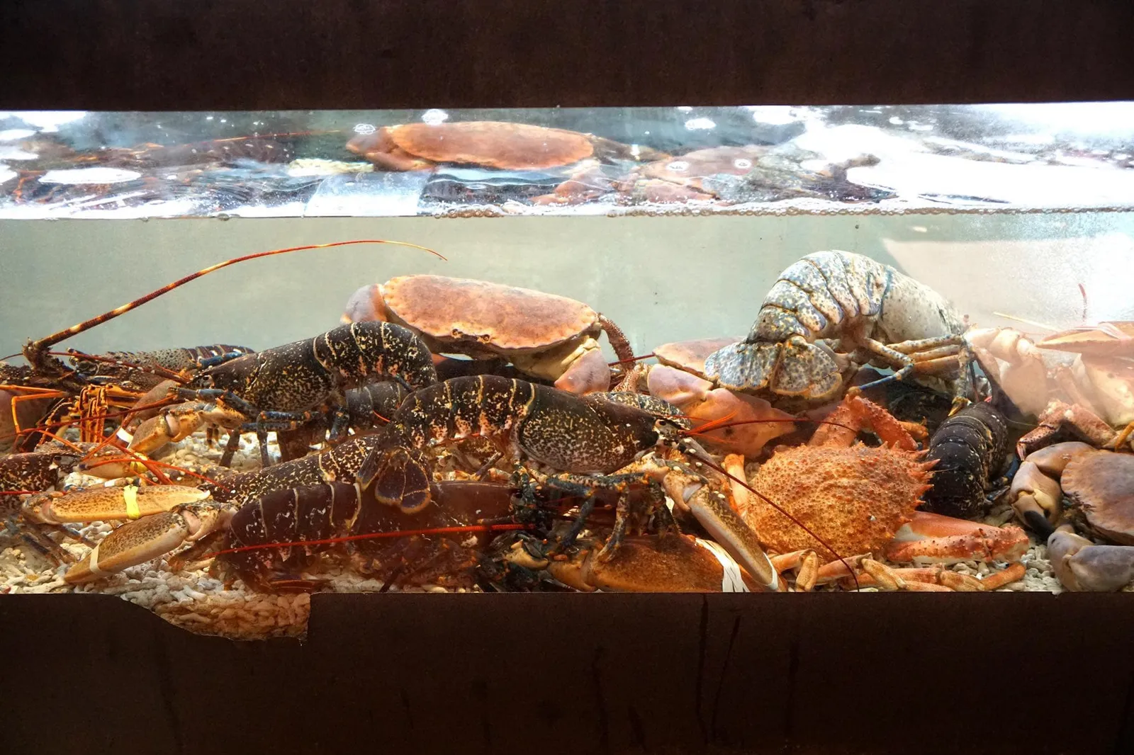 🦀 เนื่องจากร้านตั้งอยู่ห่างเพียงไม่กี่เมตรจากหาดทรายริมมหาสมุทรแอตแลนติค เมนูเเนะนำที่นี่เเน่นอนว่าต้องเป็นอาหารทะเล มีเมนูปลาทะเลสดๆให้เลือกในตู้เเช่ หรือจะเป็นสัตว์น้ำเป็นๆมากมาย