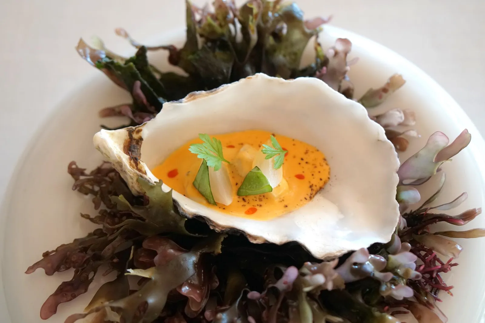 Oyster confit in "manteca calorá" Ostra en manteca colorá คือหอยนางรมที่หั่นออกเป็นสองชิ้นนำไปกงฟีในรูปแบบมันเตก้า กาลอร่า หรือวิธีการปรุงอาหารเเบบพื้นเมือง เริ่มจากการนำหอยไปกงฟีใน lard หรือมันหมู จากนั้นใส่เครื่องเทศและปาปริก้าลงไปจนทำให้น้ำมีสีส้ม หอยนางรมมีเนื้อสัมผัสที่ดี สุกกำลังดี ซอสราดมีกลิ่นหอมเครื่องเทศ รสชาติมันๆ มีความกรอบจากผักที่ใส่ลงไปด้วย อร่อยใช้ได้เลย (16/20)
