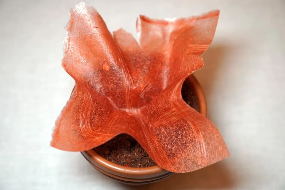 Pre-dessert Rhubarb water, served like a beer, crispy paper, lovage siphon ข้างกันคือรูบาร์บทำออกมาเป็นแผ่นกรอบ ๆ หนึบ ๆ รสชาติเปรี้ยวอมหวานสำหรับแบ่งกันรับประทานได้ 2 คน (17/20)