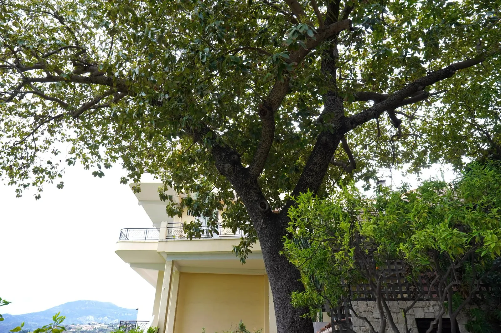 ต้นอโวคาโดใน Le jardin DES AROMATIQUES (THE AROMATICS garden) ถือเป็นต้นที่มีขนาดใหญ่และเก่าแก่ที่สุดต้นหนึ่งในอาณาบริเวณนี้