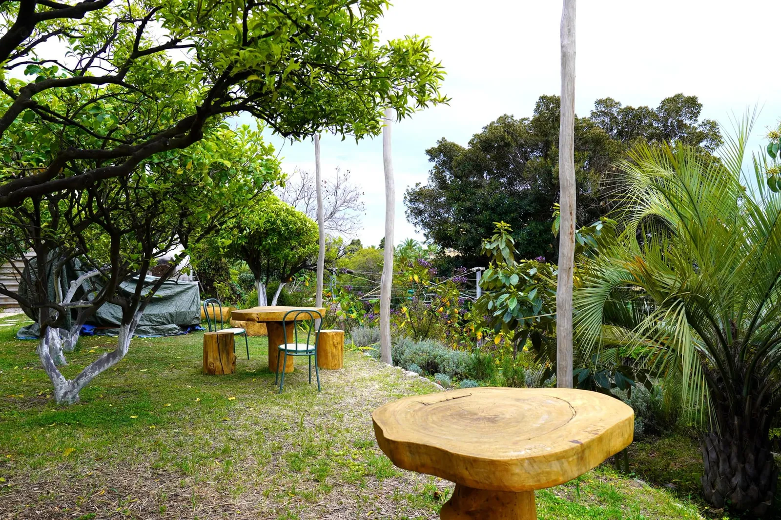 ห้องอาหาร Mirazur ตั้งอยู่ที่ Menton เมืองเล็ก ๆ บริเวณพรมแดนฝรั่งเศส-อิตาลีห่างจากเส้นกั้นพรมแดนของทั้งสองประเทศเพียง 170 เมตร เชฟ Mauro Colagreco อาศัยสวนทั้ง 4 แห่งในการปลูกพืชผักที่จะนำมาใช้ในมื้ออาหารตลอดทั้งปีเริ่มจากสวนที่ตั้งอยู่ติดกันกับตัวร้านคือ Le jardin DES AROMATIQUES (THE AROMATICS garden) สวนขนาดใหญ่ที่ประกอบไปด้วยต้นไม้หลากหลายชนิดและหลากหลายระดับความสูงปลูกสลับกันอย่างเช่น IGP Lemon Trees ซึ่งเป็นหนึ่งในวัตถุดิบสำคัญระดับโลกของเมือง Menton นอกจากนี้ยังมีต้นแมนดาริน (Mandarin), ต้นส้ม (Orange), ต้นเชอร์รี่เปรี้ยว (Sour Cherries) และต้นเกรปฟรุต (Grapefruit) บริเวณพื้นดินเต็มไปด้วยไม้เถาและพืชล้มลุกอย่างสตรอว์เบอร์รี่ป่าขนาดเล็ก, มินต์, กุยช่าย, เสจ, ออริกาโน, ซาโวรี่ , เวอร์บีน่า รวมไปถึงดอกไม้รับประทานได้อย่างเช่นโบราจ, แนสเตอร์ชัม และบีโกเนีย สุดท้ายคือพืชยืนต้นโดยเฉพาะต้นอโวคาโดที่มีขนาดใหญ่และเก่าแก่ที่สุดต้นหนึ่งในอาณาบริเวณนี้ ถัดออกไปจากตัวห้องอาหารเพียงไม่กี่เมตรคือ Le jardin ROSMARINO (THE ROSMARINO Garden) ซึ่งอาศัยพื้นที่ของ Villa เก่าของกษัตริย์แห่งประเทศเบลเยี่ยม King Alberto I ในการเพาะปลูกพืชกว่า 150 สปีชีส์โดยเฉพาะมะเขือเทศกว่า 30 สายพันธุ์ ทั้งยังอาศัยน้ำจากภูเขาในการเจริญเติบโตอีกด้วย ห่างออกไป 3 กิโลเมตรบนถนนสู่ Super Garavan คือ Le jardin DE LA VILLE (THE CITY Garden) มีลักษณะเป็นป่าเพื่อใช้ปลูกพืชอย่างต้นกล้วย, ต้นมะเดื่อฝรั่ง, ต้นเลมอน และต้นเอลเดอร์เบอร์รี่ สวนสุดท้ายคือ Le jardin À CASTILLON (The garden IN CASTILLO) ซึ่งเป็นสวนที่เพิ่งถูกใช้งานได้ไม่นานโดยตั้งอยู่ใจกลางหุบเขาห่างจากตัวร้านออกไป 11 กิโลเมตรประกอบไปด้วยต้นมะกอกและไม้ผลต่าง ๆ ทั้งยังเลี้ยงสัตว์บางชนิดเอาไว้อีกด้วย