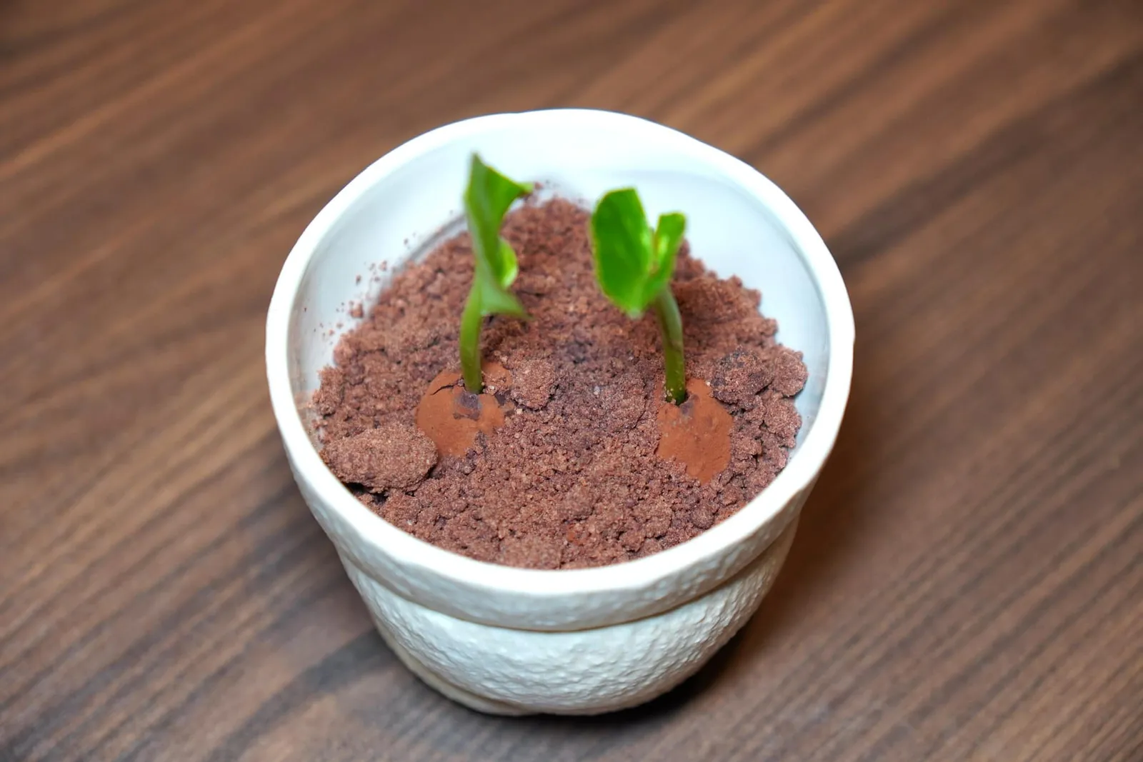 Surprise du Vergers ในกระถางนี้เราต้องดึงรากออกมาเพื่อพบกับขนม Hazelnut Chocolate