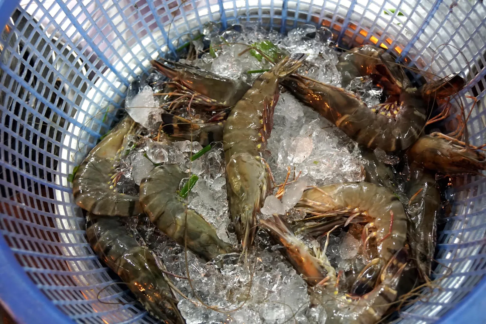 กุ้งลายเสือ