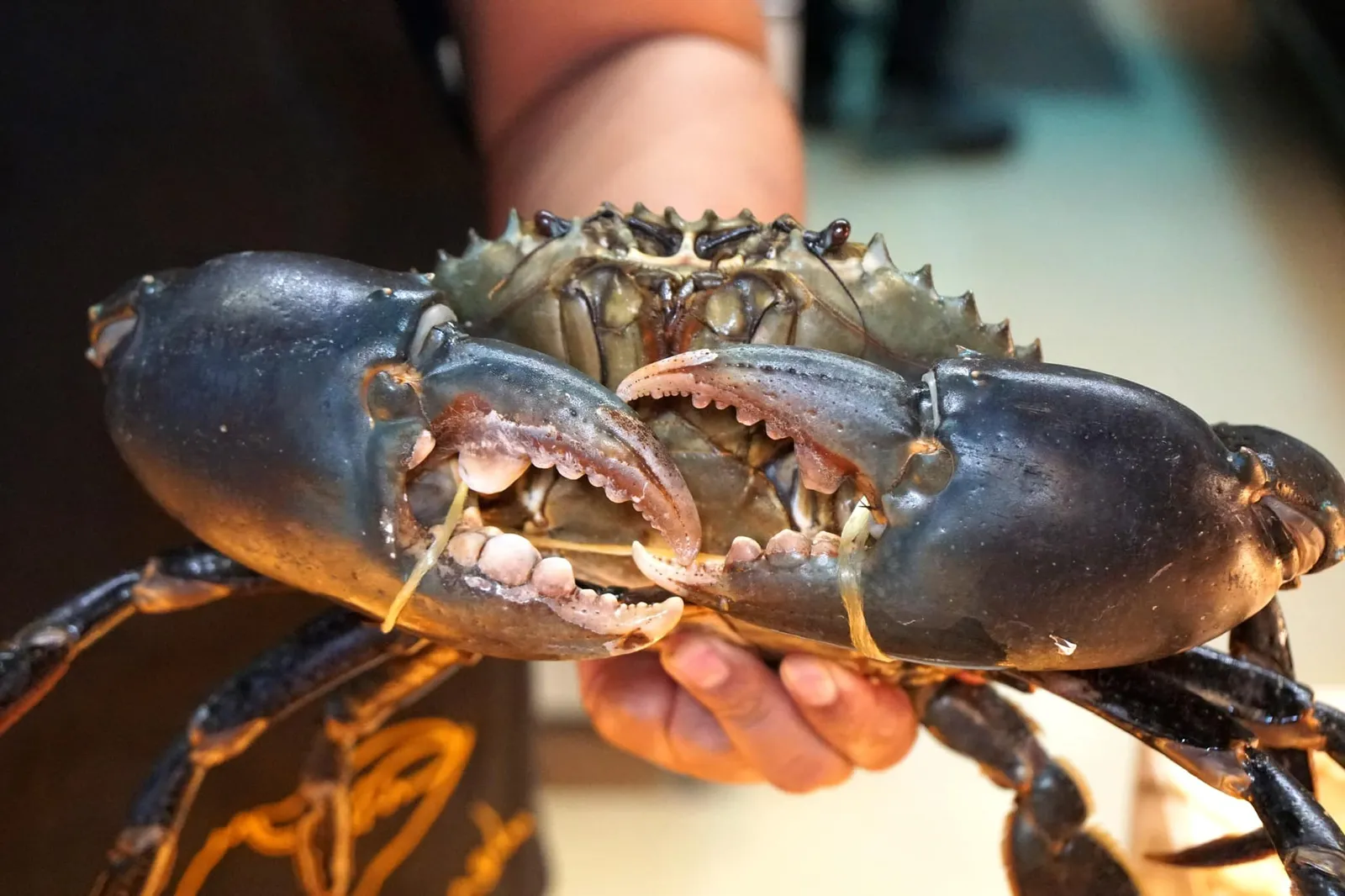 แน่นอนมาที่นี่ต้องห้ามพลาดเมนูเด็ดอย่าง “Srilankan Lagoon Crab” หรือปูทะเลยักษ์ พนักงานเล่าว่าที่ศรีลังกาการจับปูชนิดนี้มีการควบคุมอย่างเข้มงวดและต้องมีใบอนุญาตอย่างถูกต้องตามกฎหมายเท่านั้น ชาวประมงท้องถิ่นจะเลือกจับปูด้วยมือตามโขดหินและคัดเฉพาะปูที่ได้ขนาดพอเหมาะสำหรับขายหรือส่งออกและปล่อยปูขนาดเล็กคืนสู่ธรรมชาติ แม้จะเป็นสายพันธุ์เดียวกับปูทะเลบ้านเราแต่ด้วยความต่างของน่านน้ำทำให้ปูจากศรีลังกามีขนาดที่ใหญ่กว่าบ้านเรามาก