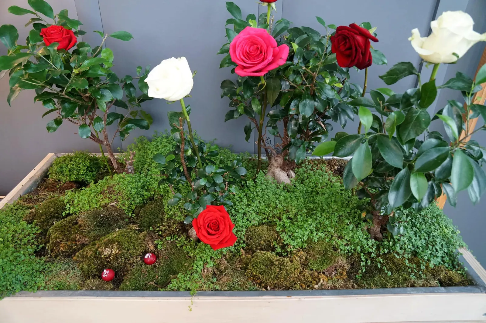 Rose Kaipiritxa สุดท้ายคือเมนูคลาสสิคอย่าง Rose Kaipiritxa เป็นเมนูที่พบได้ในร้านอาหารของเชฟ Eneko Atxa เกือบทุกร้าน ทั้งที่กรุงโตเกียวเเละในเมืองบิลเบา เชฟเสิร์ฟวางมาบนต้นมอสชนิดที่ไม่กลัวเปื้อน รับประกันว่าสะอาด ทานได้จริงๆ (20/20)