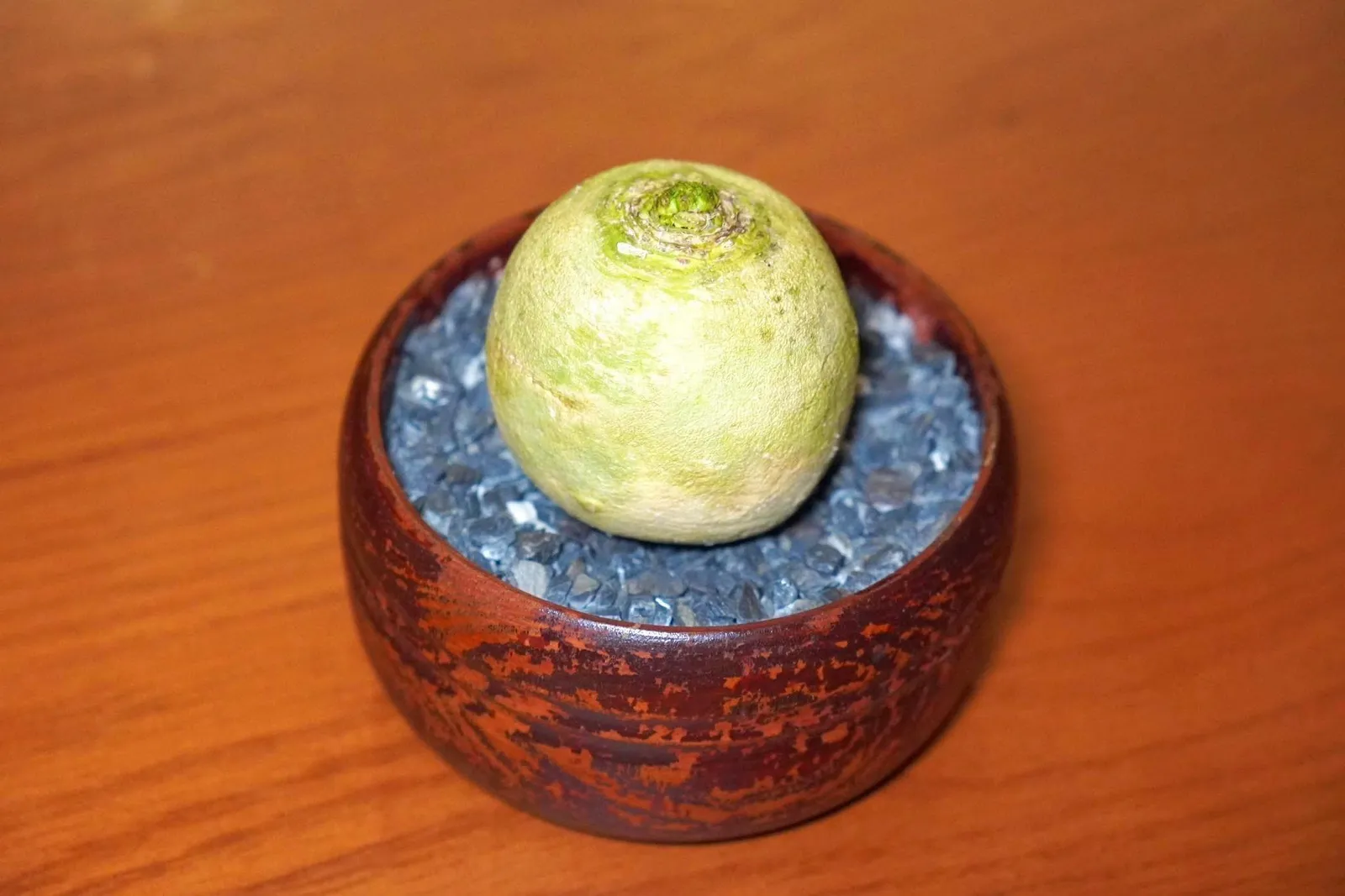 RutabagaRutabaga เป็นพืชหัวตระกูล Swedish Turnip ที่มี Earthy Aroma เฉพาะตัวที่โดดเด่น (16/20)