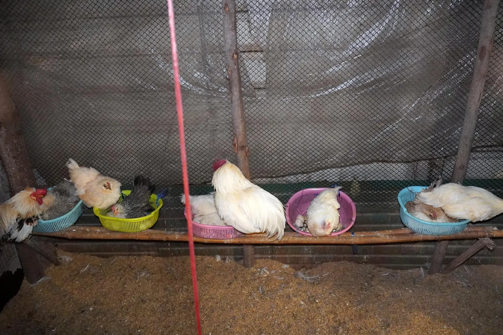 โรงเรือนสำหรับเลี้ยงไก่