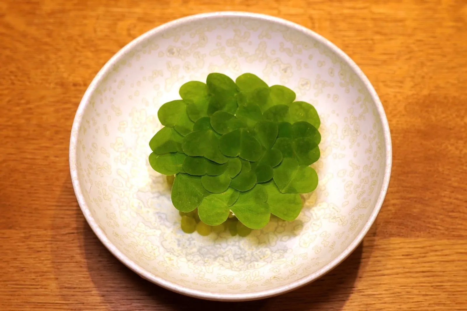 SOUR MILKparsley, bird cherry blossomขนมหวานจานแรกคือ Sour Milk หรือนมเปรี้ยวที่ได้จากการหมักนมโดยคนสโลวีเนียนิยมอื่มกันในช่วงเช้า (18/20)